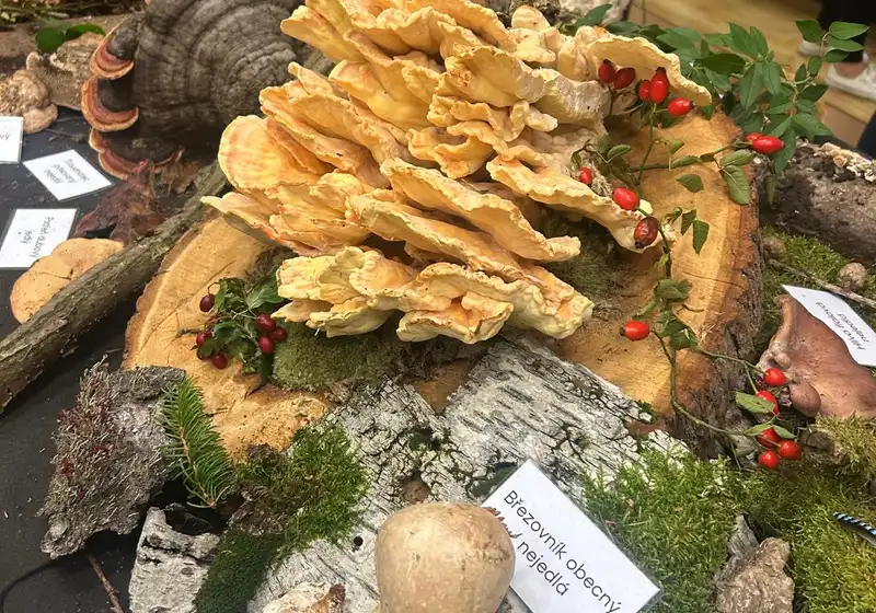 Houby v DDM